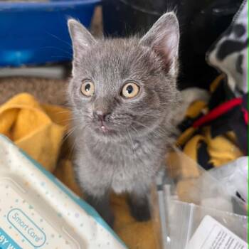 Garth -  Domestic Short Hair Cat for Adoption in North Canton, Ohio - Garth | PetCurious