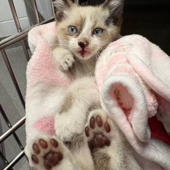 Striker -  Domestic Short Hair Cat for Adoption in West Palm Beach, Florida - Striker | PetCurious