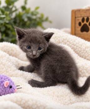 Delaney -  Domestic Medium Hair Cat for Adoption in Lagrange, Indiana - Delaney | PetCurious