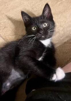 Primrrose -  Tuxedo and Domestic Short Hair Cat for Adoption in Phoenix, Arizona - Primrrose | PetCurious