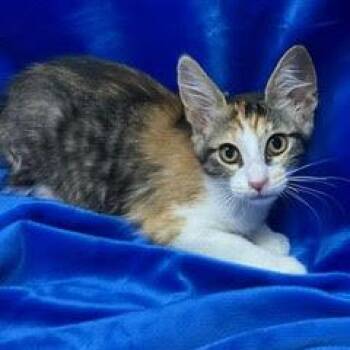 Belfast -  Calico Cat for Adoption in Green Valley, Arizona - Belfast | PetCurious