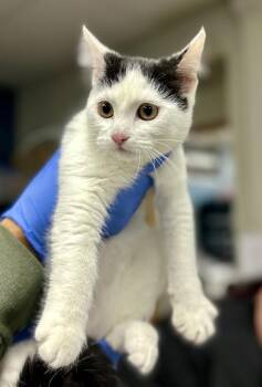 Selena -  Domestic Short Hair Cat for Adoption in Victorville, California - Selena | PetCurious