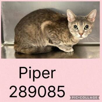 PIPER -  Domestic Short Hair Cat for Adoption in Macon, Georgia - PIPER | PetCurious