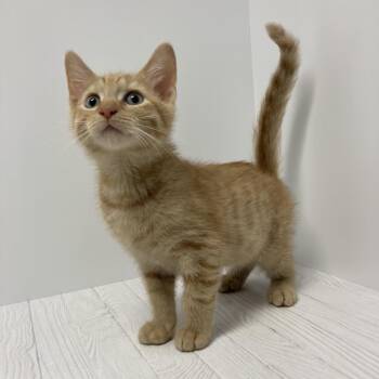 Joy -  Domestic Short Hair Cat for Adoption in Dayton, Ohio - Joy | PetCurious