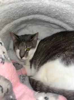 Xena -  Domestic Short Hair Cat for Adoption in Littlestown, Pennsylvania - Xena | PetCurious
