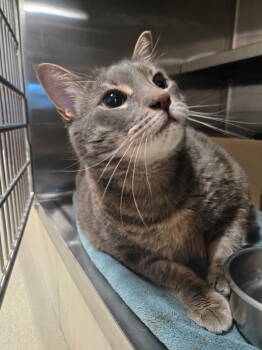 Rescue Domestic Short Hair Cats for Adoption in Pontiac, Michigan - Sally | PetCurious