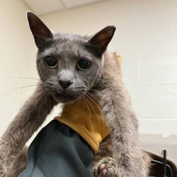SVAS-Stray-38874 -  Domestic Short Hair Cat for Adoption in Lyndhurst, Virginia - SVAS-Stray-38874 | PetCurious