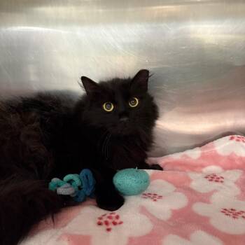 Betty -  Domestic Long Hair Cat for Adoption in Spokane, Washington - Betty | PetCurious