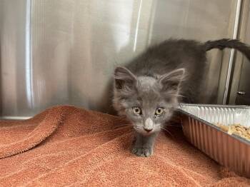 MAINE -  Domestic Medium Hair Cat for Adoption in Auburn, California - MAINE | PetCurious