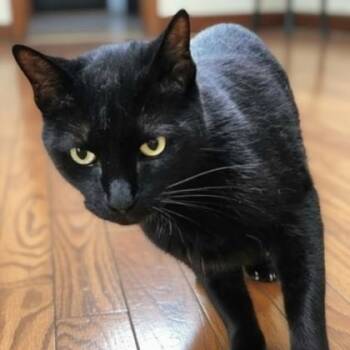 Beautwo -  Domestic Short Hair Cat for Adoption in Warr Acres, Oklahoma - Beautwo | PetCurious