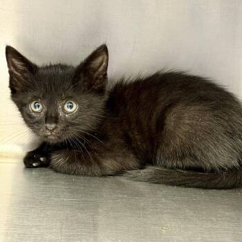Shadow -  Domestic Medium Hair Cat for Adoption in Hinesville, Georgia - Shadow | PetCurious