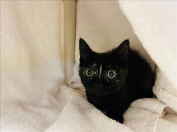 CRITTER -  Domestic Short Hair Cat for Adoption in Santa Fe, New Mexico - CRITTER | PetCurious