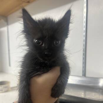 Jack -  Domestic Short Hair Cat for Adoption in West Point, Mississippi - Jack | PetCurious