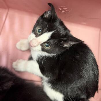 0999-C26 -  Domestic Short Hair Cat for Adoption in Port Charlotte, Florida - 0999-C26 | PetCurious