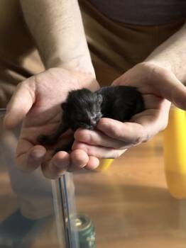 Domestic Short Hair Cats Available for Adoption in Virginia Beach, Virginia - Sinbad | PetCurious