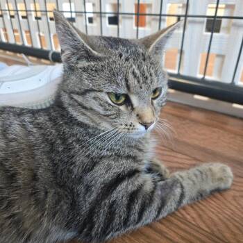 Destiny (formally Heidi) -  American Shorthair Cat for Adoption in Saratoga Springs, New York - Destiny (formally Heidi) | PetCurious