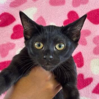 Gemini -  Domestic Short Hair Cat for Adoption in Goleta, California - Gemini | PetCurious