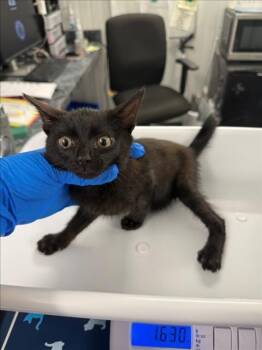 *FIG NEWTON -  Domestic Short Hair Cat for Adoption in Woodland, California - *FIG NEWTON | PetCurious