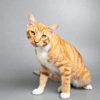 Pizza -  Domestic Short Hair Cat for Adoption in Longmont, Colorado - Pizza | PetCurious