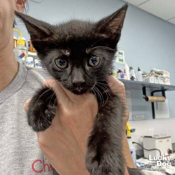 Rescue Domestic Short Hair Cats for Adoption in Washington, District Of Columbia - Parsley | PetCurious