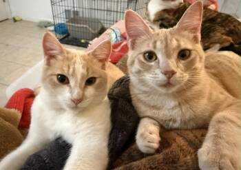 Georgia & Peaches - Dynamic Duo Need a New Foster Home -  Domestic Short Hair Cat for Adoption in Kirkland, Washington - Georgia & Peaches - Dynamic Duo Need A New Foster Home | PetCurious