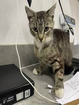 FROST -  Domestic Short Hair Cat for Adoption in Loveland, Colorado - FROST | PetCurious