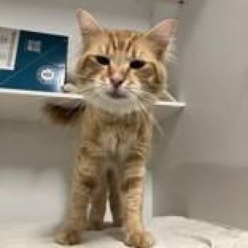 Goku -  Domestic Long Hair Cat for Adoption in Hilliard, Ohio - Goku | PetCurious