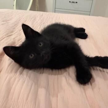 Dr. Acula -  Domestic Short Hair Cat for Adoption in Columbia, Missouri - Dr. Acula | PetCurious