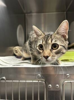 Rescue Domestic Short Hair Cats for Adoption in San Gabriel, California - Raveena | PetCurious