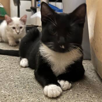 Rochelle -  Domestic Short Hair Cat for Adoption in Tustin, California - Rochelle | PetCurious