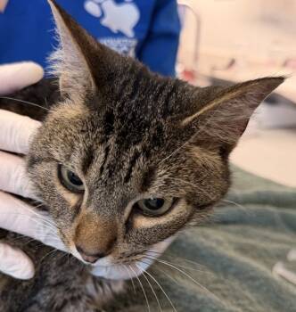 Rescue Domestic Short Hair Cats for Adoption in Houston, Texas - June | PetCurious