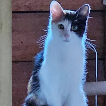 Rescue Domestic Short Hair Cats for Adoption in Priest River, Idaho - Peanut | PetCurious