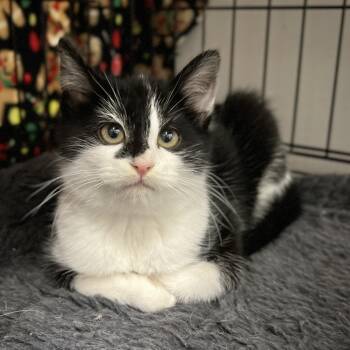 Rescue Domestic Short Hair Cats for Adoption in Overland Park, Kansas - Cove | PetCurious