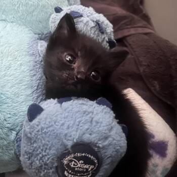 Kiley* -  Domestic Short Hair Cat for Adoption in San Gabriel, California - Kiley* | PetCurious