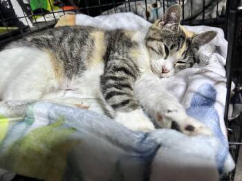 Domestic Short Hair Cats Available for Adoption - Binx | PetCurious