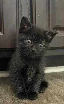 Cadbury -  Domestic Short Hair Cat for Adoption in Chamblee, Georgia - Cadbury | PetCurious