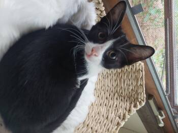 Huey -  Domestic Short Hair Cat for Adoption in Menasha, Wisconsin - Huey | PetCurious