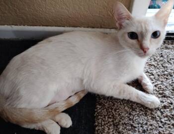 Daenarys -  Siamese Cat Available for Adoption in San Jacinto, California - Daenarys | PetCurious