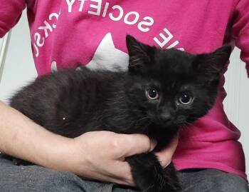 Anakin -  Domestic Short Hair Cat Available for Adoption in Dickson, Tennessee - Anakin | PetCurious