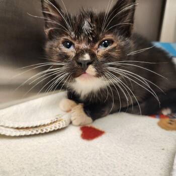 Sylvia -  Domestic Short Hair Cat for Adoption in Liberty, Missouri - Sylvia | PetCurious