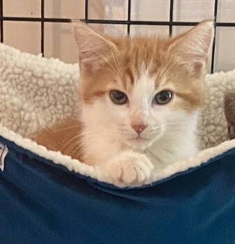 Corn Flakes -  Domestic Short Hair and Tabby Cat for Adoption in Red Bank, New Jersey - Corn Flakes | PetCurious