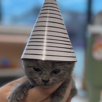 Rescue Domestic Short Hair Cats for Adoption in Lakewood, California - Purrla | PetCurious