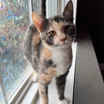 Rescue Domestic Short Hair Cats for Adoption in Asheville, North Carolina - Valentina | PetCurious