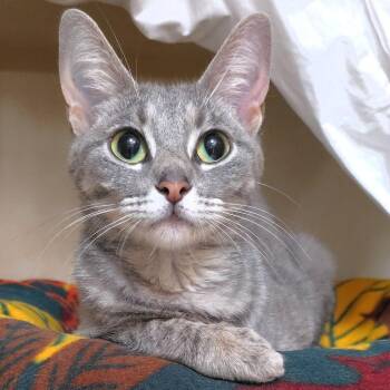 Gray -  Domestic Short Hair Cat for Adoption in Michigan City, Indiana - Gray | PetCurious