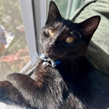Rescue Domestic Short Hair Cats for Adoption in Richmond, Virginia - Scuba Steve | PetCurious