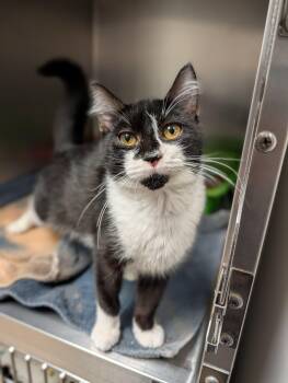 Max -  Domestic Short Hair Cat for Adoption in Chambersburg, Pennsylvania - Max | PetCurious