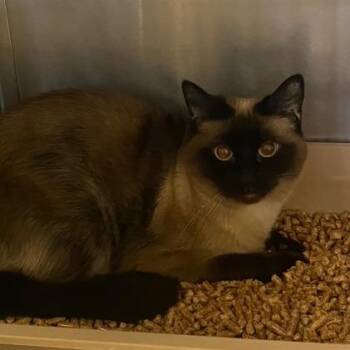Lilly -  Siamese Cat Available for Adoption in Chehalis, Washington - Lilly | PetCurious