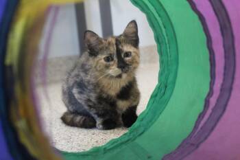 Jemima -  Domestic Short Hair Cat for Adoption in Chestertown, Maryland - Jemima | PetCurious