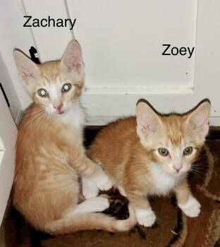 Rescue Domestic Short Hair and Tabby Cats for Adoption in Myrtle Beach, South Carolina - Zachary & Zoey (bonded Pair Courtesy Listing) | PetCurious
