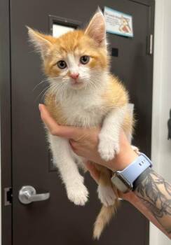 Domestic Short Hair Cats Available for Adoption in Minot, North Dakota - Gryffindor | PetCurious